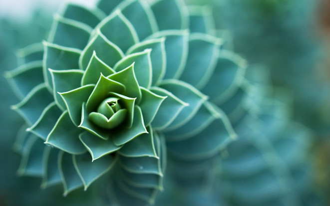 Nature-Spiral-Bokeh-Micro1